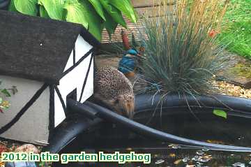  gard 2012 in the garden hedgehog