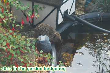  gard 2012 in the garden hedgehog