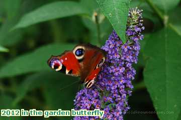  gard 2012 in the garden butterfly