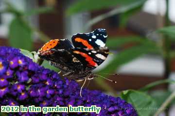  gard 2012 in the garden butterfly