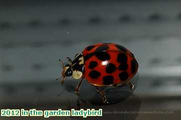  gard 2012 in the garden ladybird