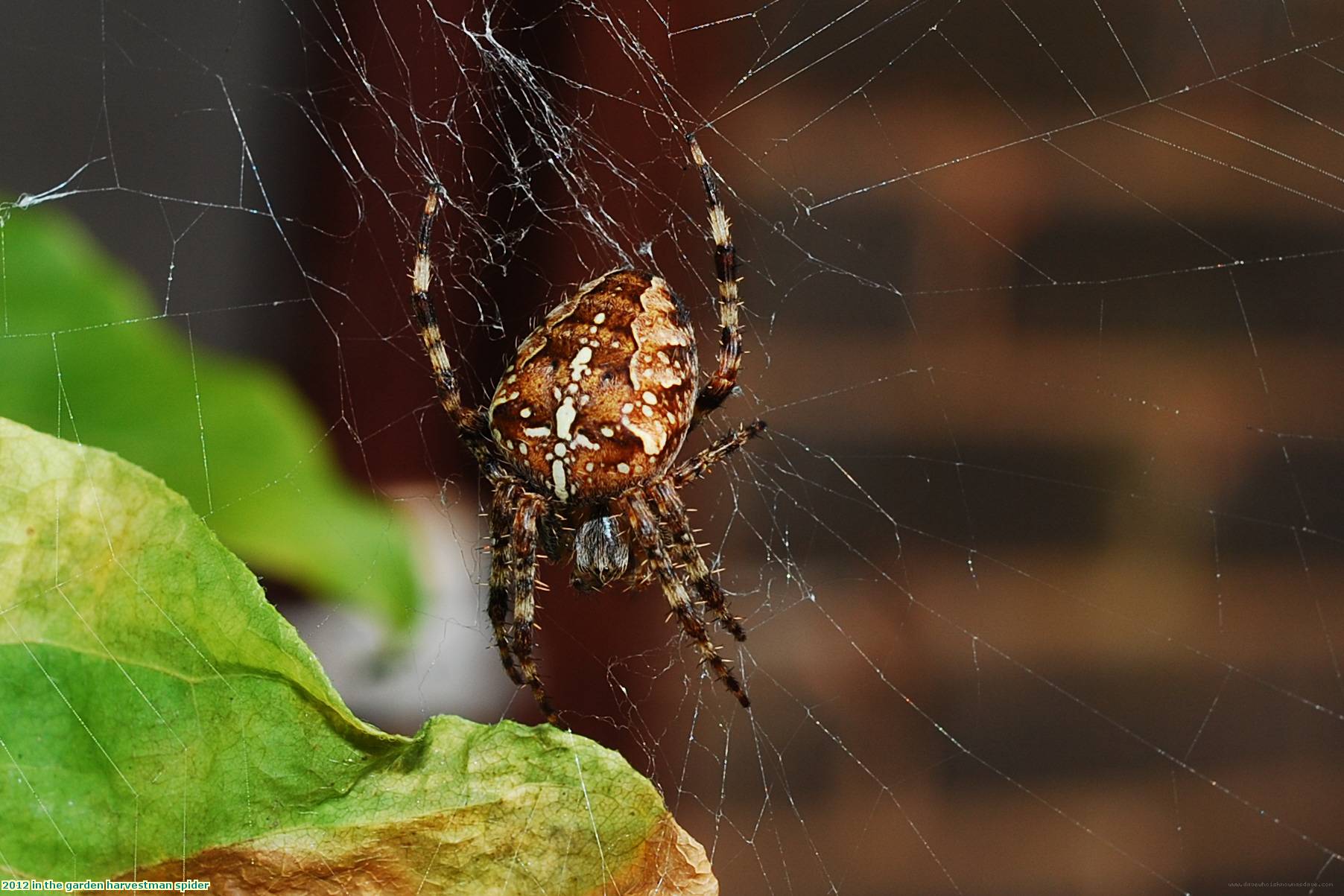 2012 in the garden harvestman spider