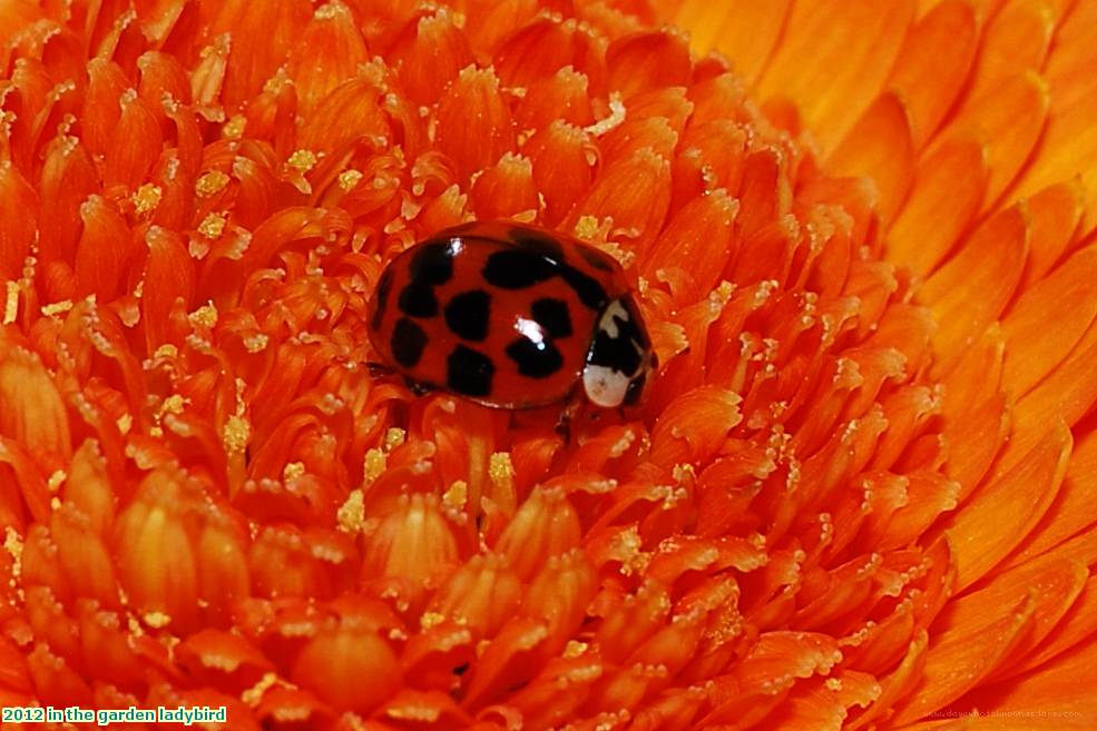 2012 in the garden ladybird