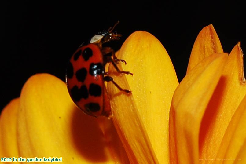 2012 in the garden ladybird