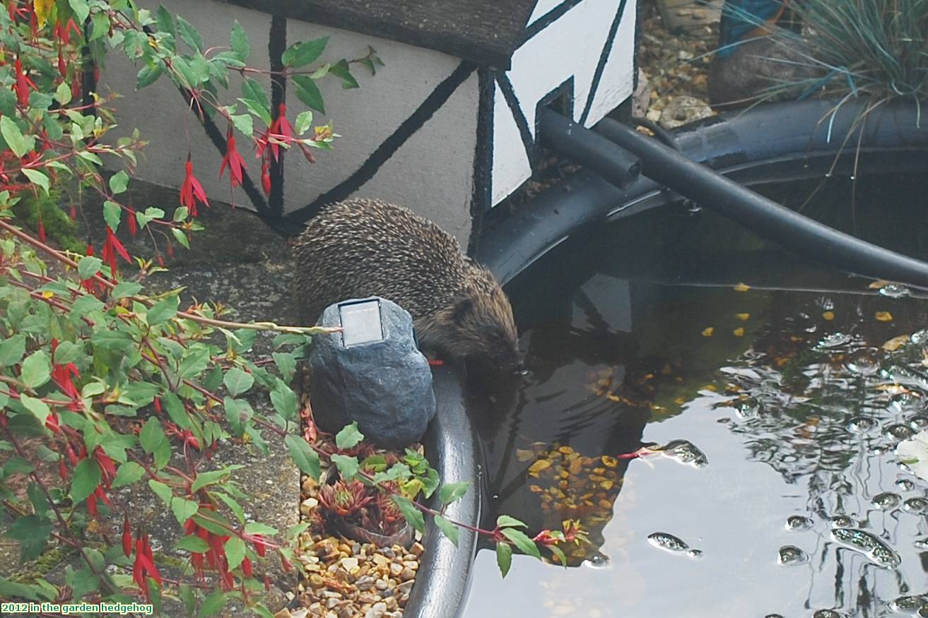 2012 in the garden hedgehog