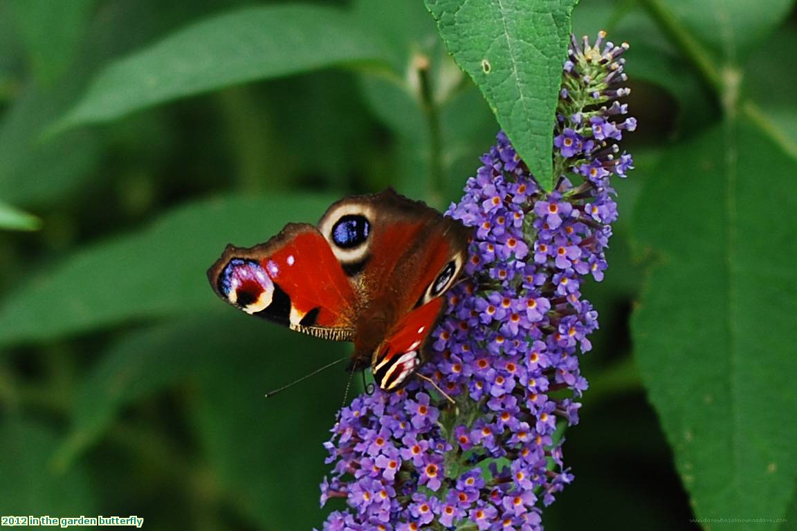 2012 in the garden butterfly