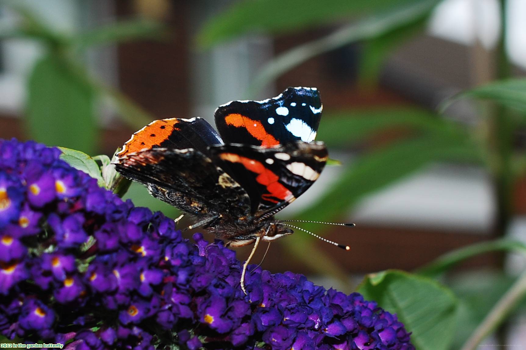 2012 in the garden butterfly