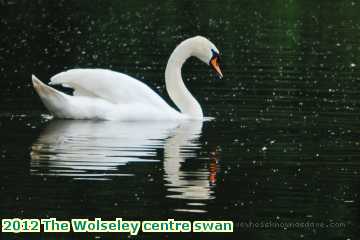  wols 2012 The Wolseley centre swan