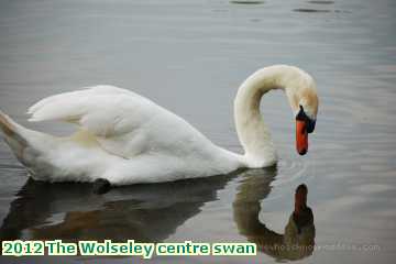  wols 2012 The Wolseley centre swan