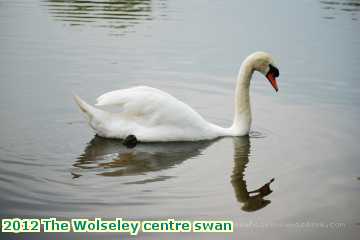  wols 2012 The Wolseley centre swan