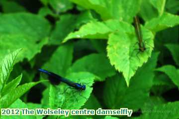  wols 2012 The Wolseley centre damselfly