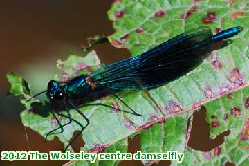  wols 2012 The Wolseley centre damselfly