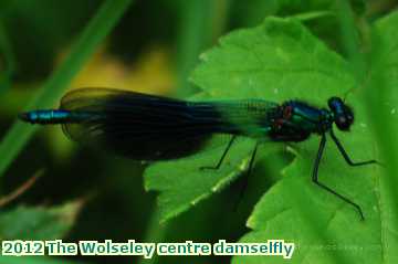  wols 2012 The Wolseley centre damselfly