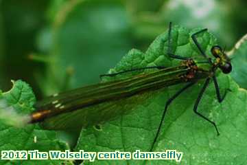  wols 2012 The Wolseley centre damselfly