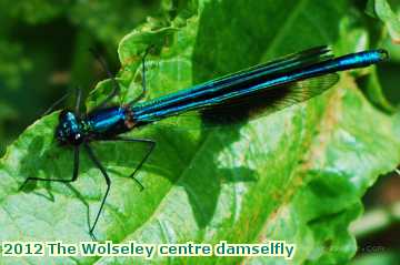  wols 2012 The Wolseley centre damselfly