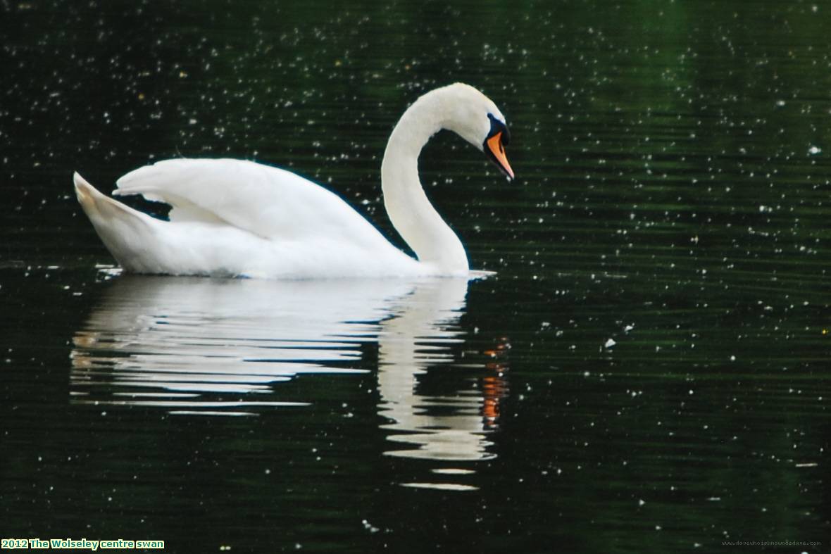 2012 The Wolseley centre swan