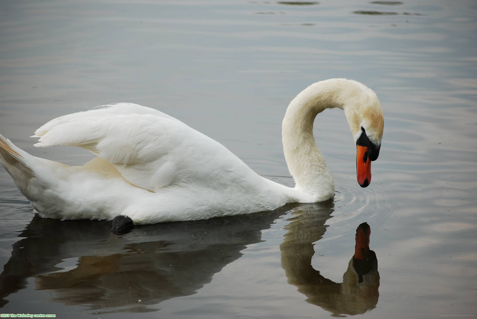 2012 The Wolseley centre swan