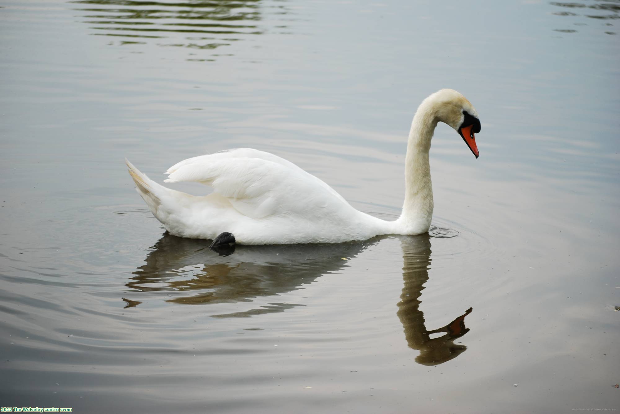 2012 The Wolseley centre swan