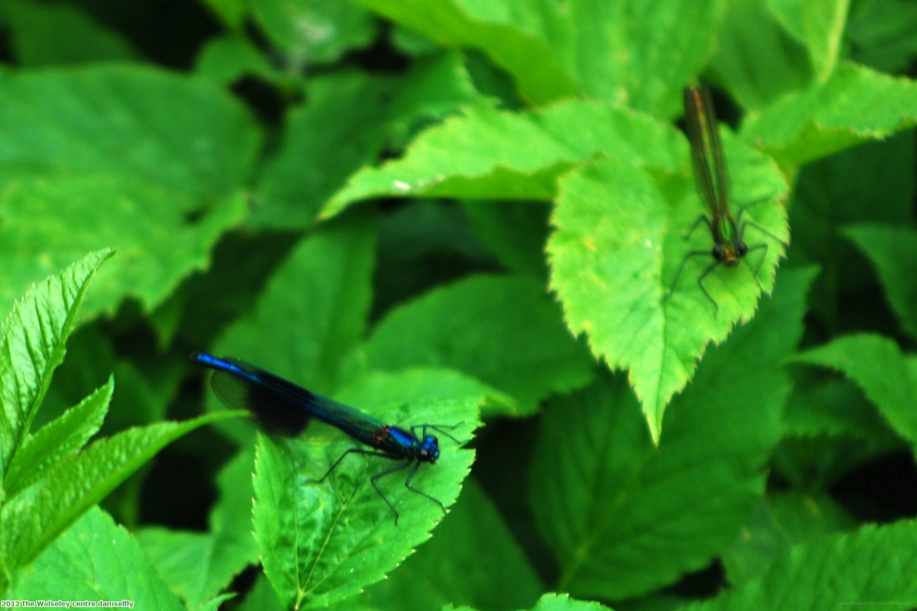 2012 The Wolseley centre damselfly