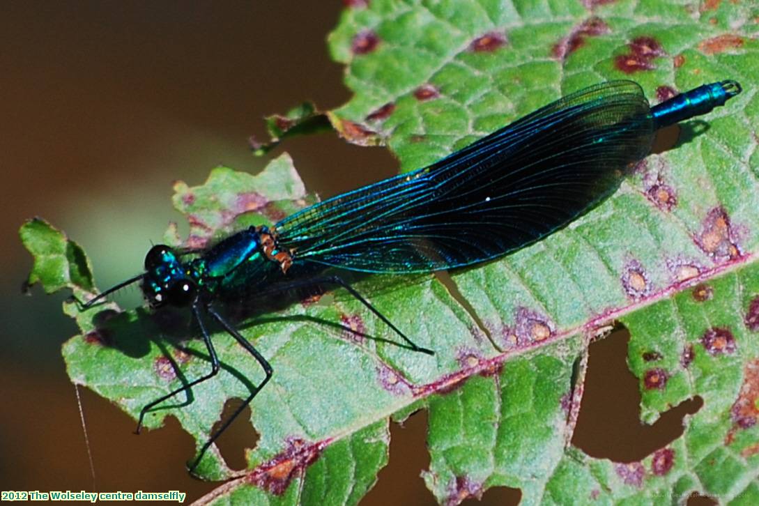 2012 The Wolseley centre damselfly