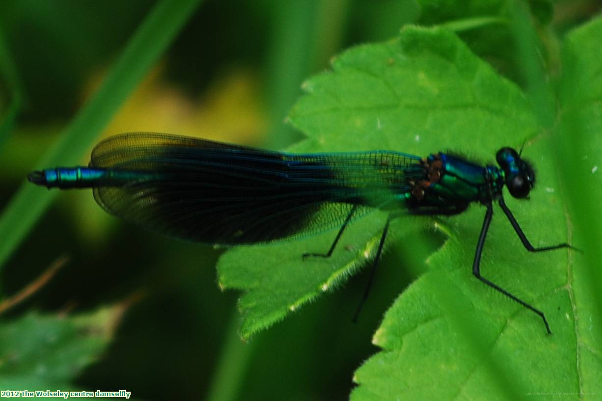 2012 The Wolseley centre damselfly