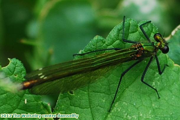 2012 The Wolseley centre damselfly