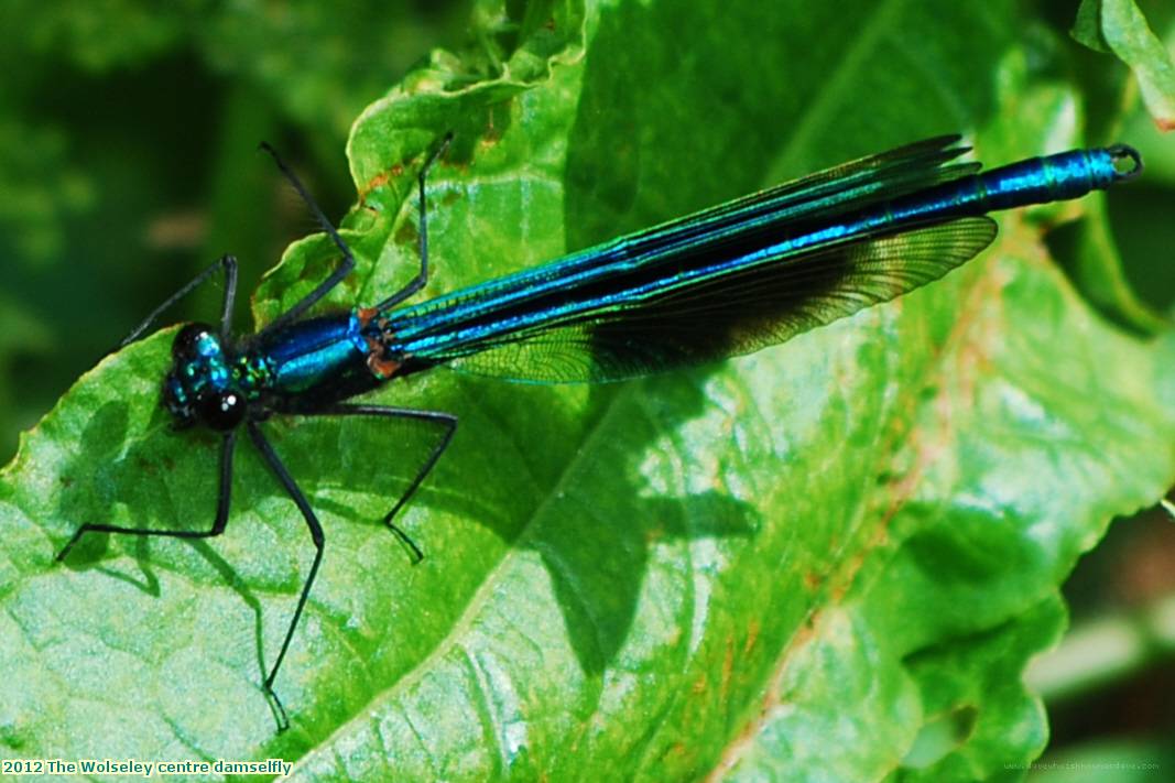 2012 The Wolseley centre damselfly