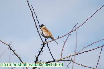  can 2013 Rushall canal March bird