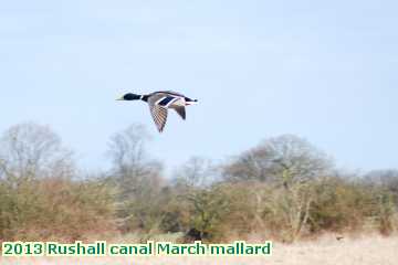  can 2013 Rushall canal March mallard