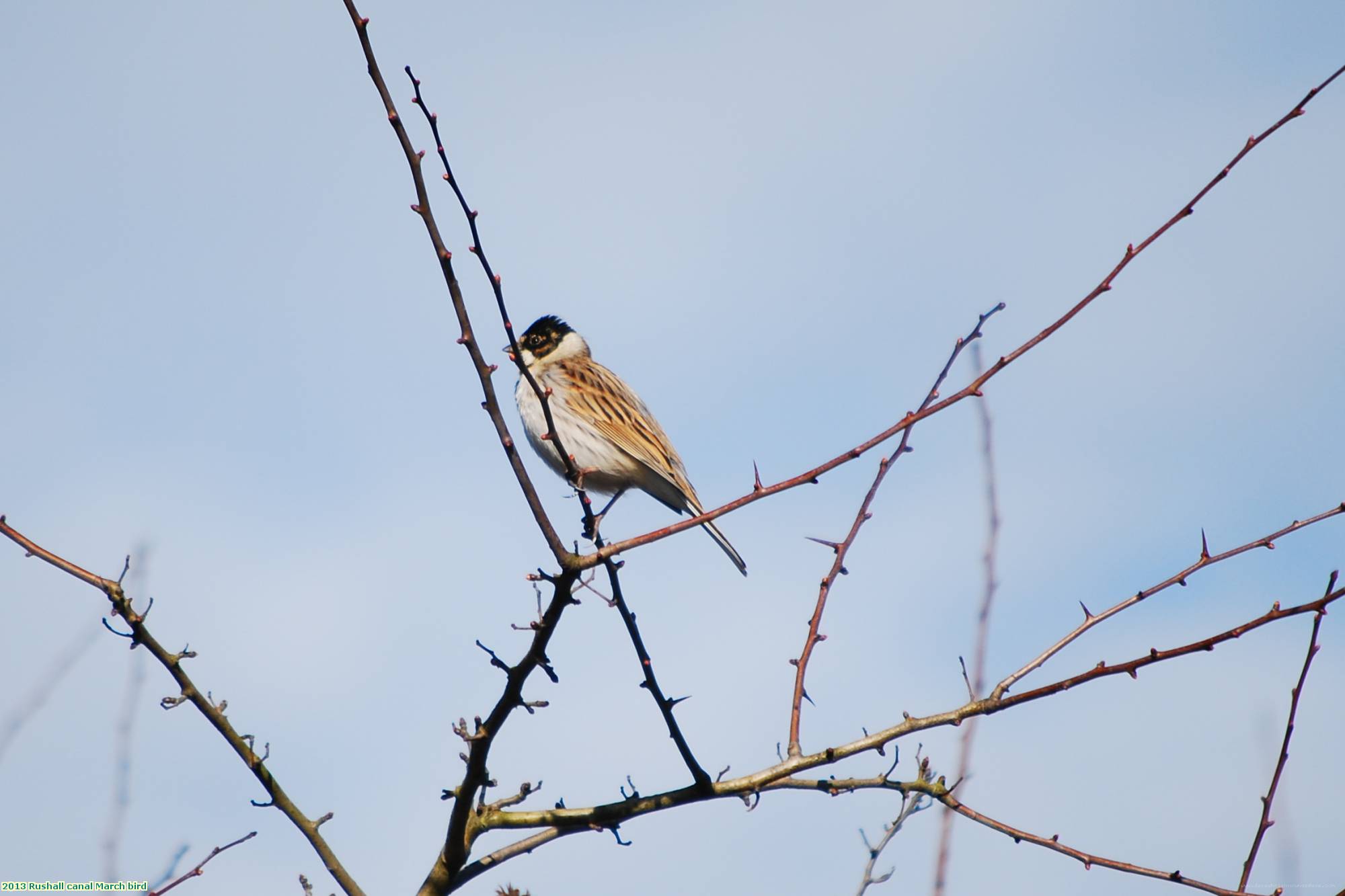 2013 Rushall canal March bird