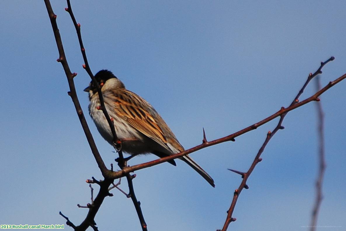 2013 Rushall canal March bird