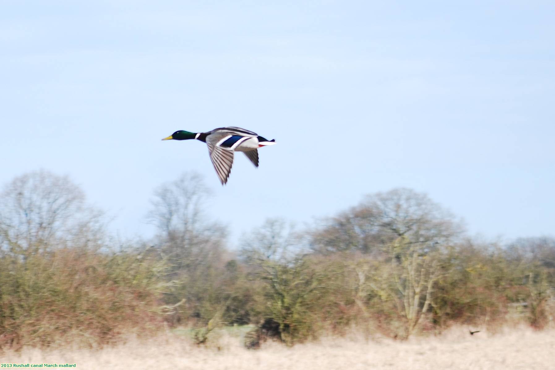 2013 Rushall canal March mallard