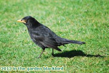  gard 2013 in the garden blackbird