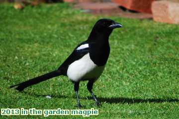  gard 2013 in the garden magpie