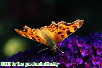  gard 2013 in the garden butterfly