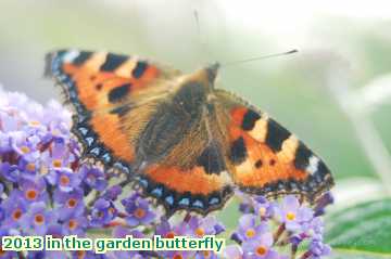  gard 2013 in the garden butterfly