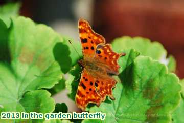  gard 2013 in the garden butterfly