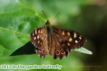  gard 2013 in the garden butterfly