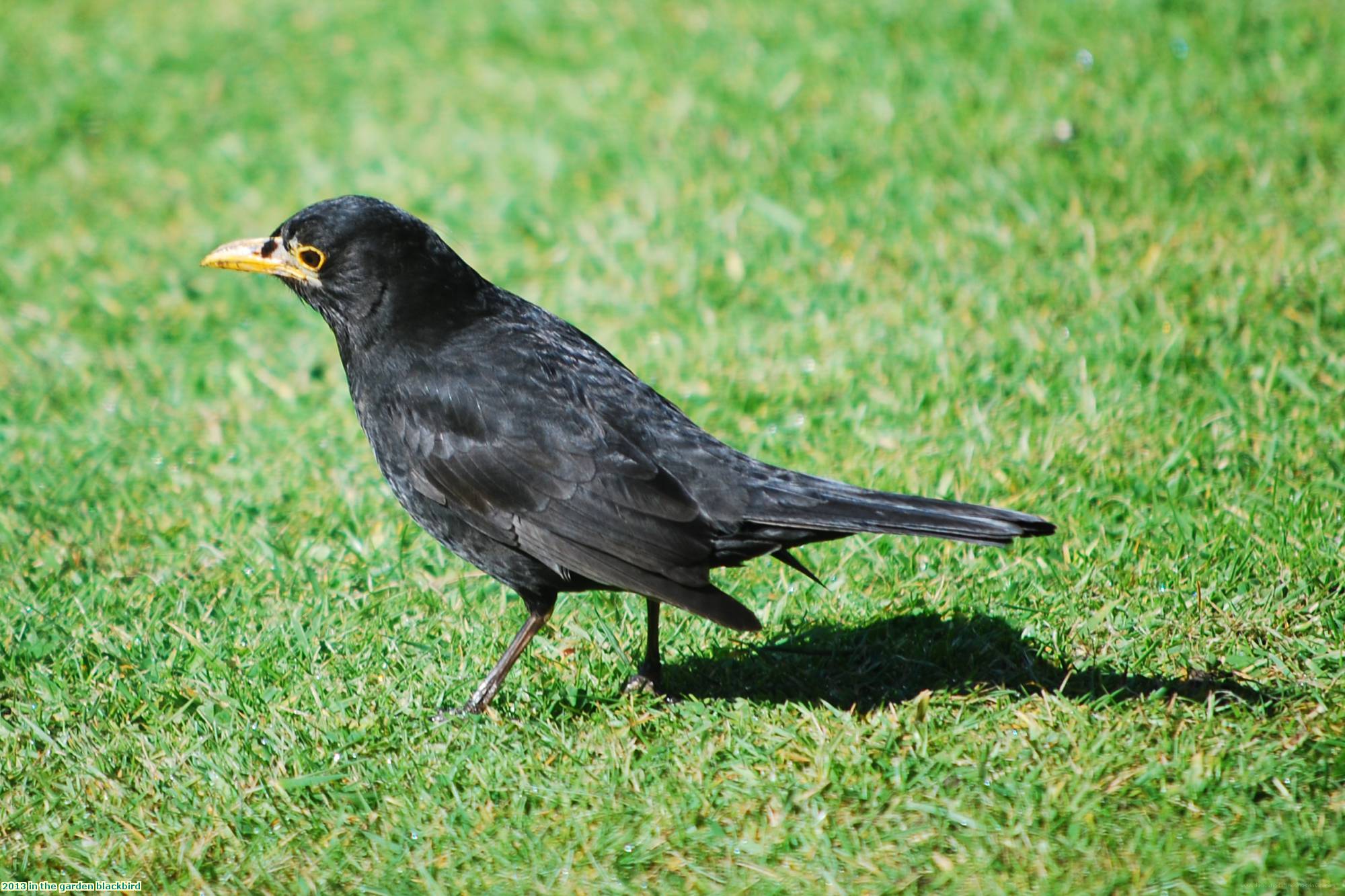 2013 in the garden blackbird