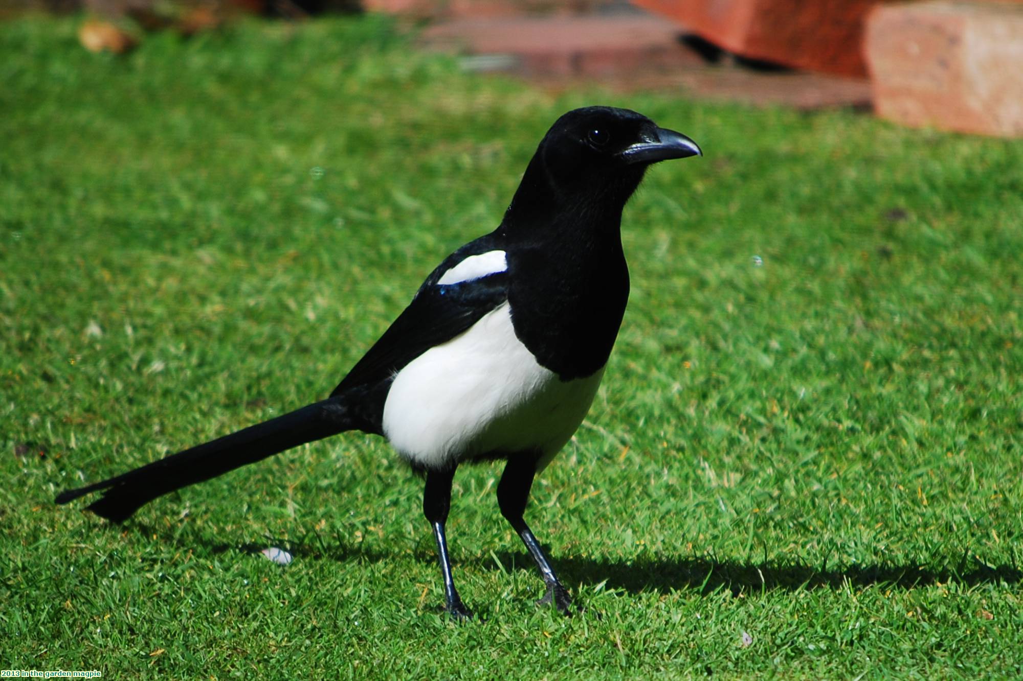 2013 in the garden magpie