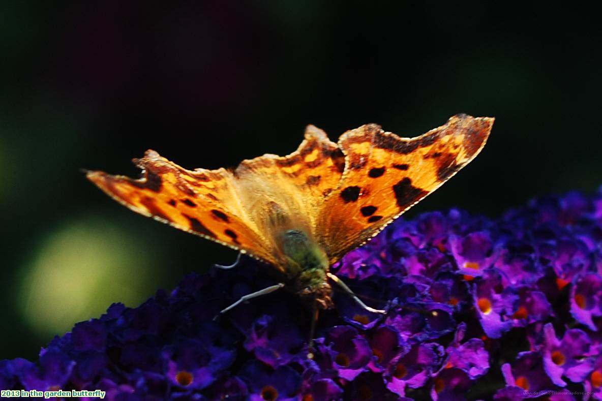 2013 in the garden butterfly