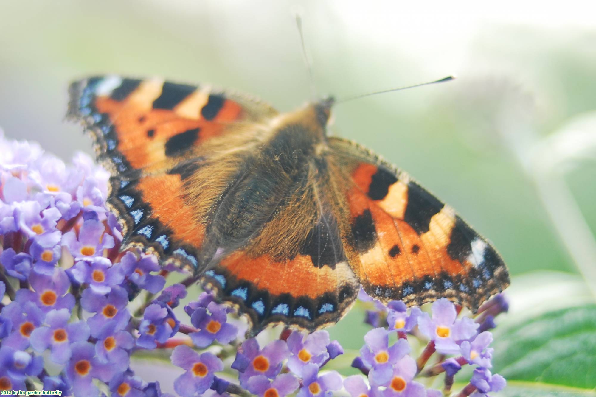 2013 in the garden butterfly