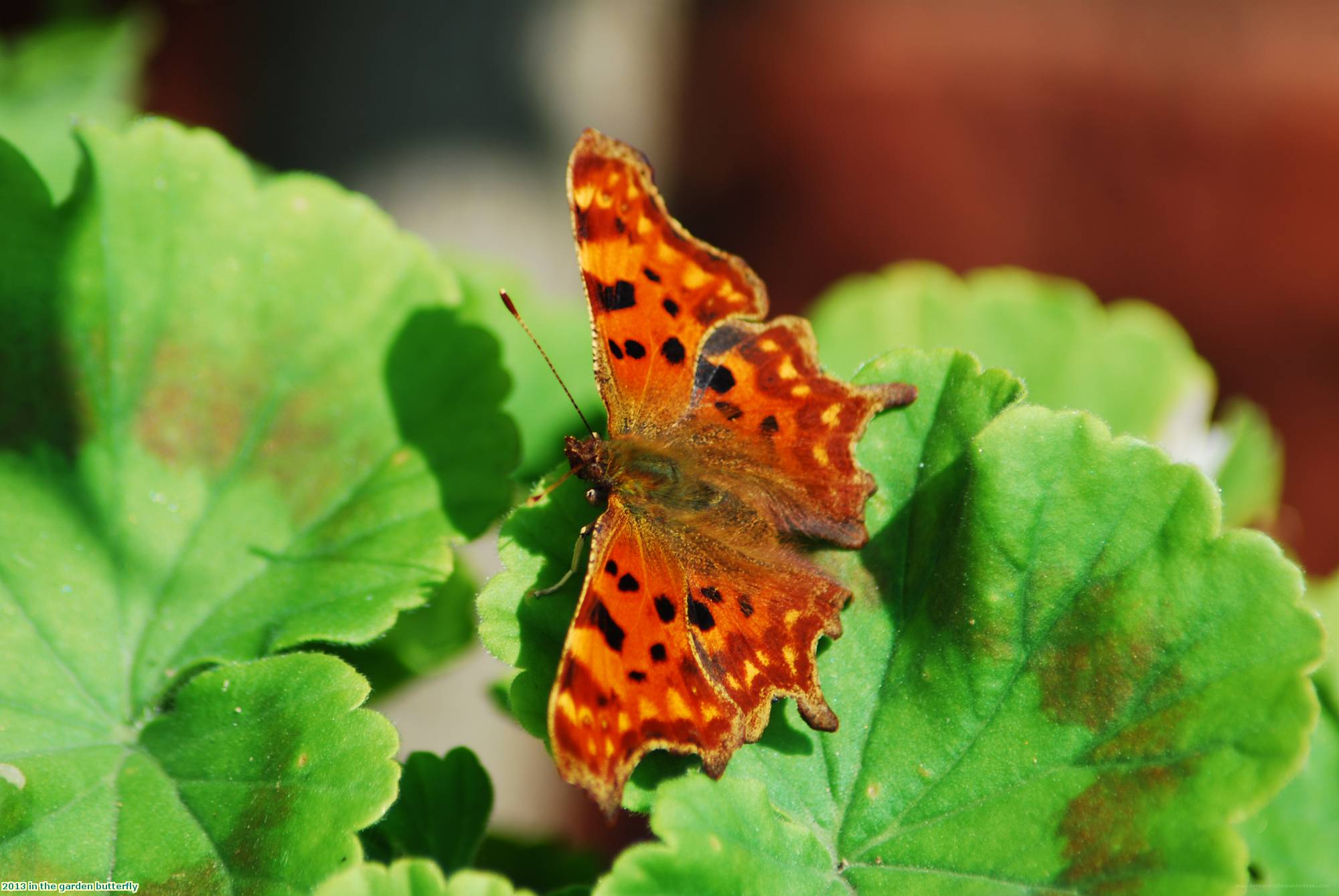 2013 in the garden butterfly