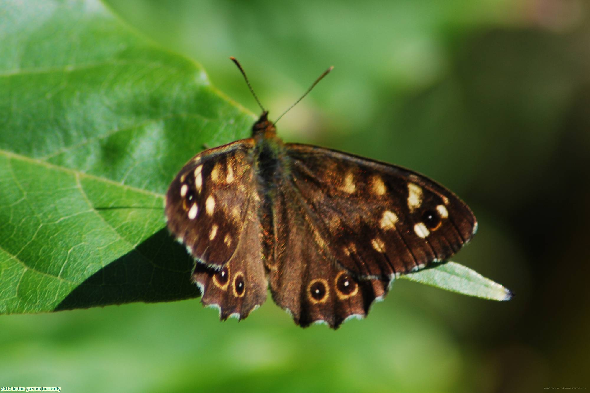 2013 in the garden butterfly