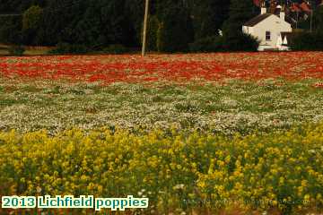  lich 2013 Lichfield poppies