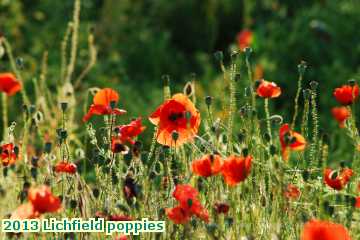  lich 2013 Lichfield poppies