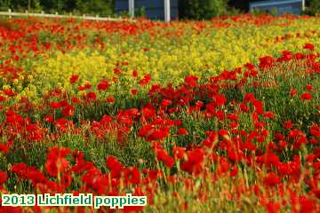  lich 2013 Lichfield poppies