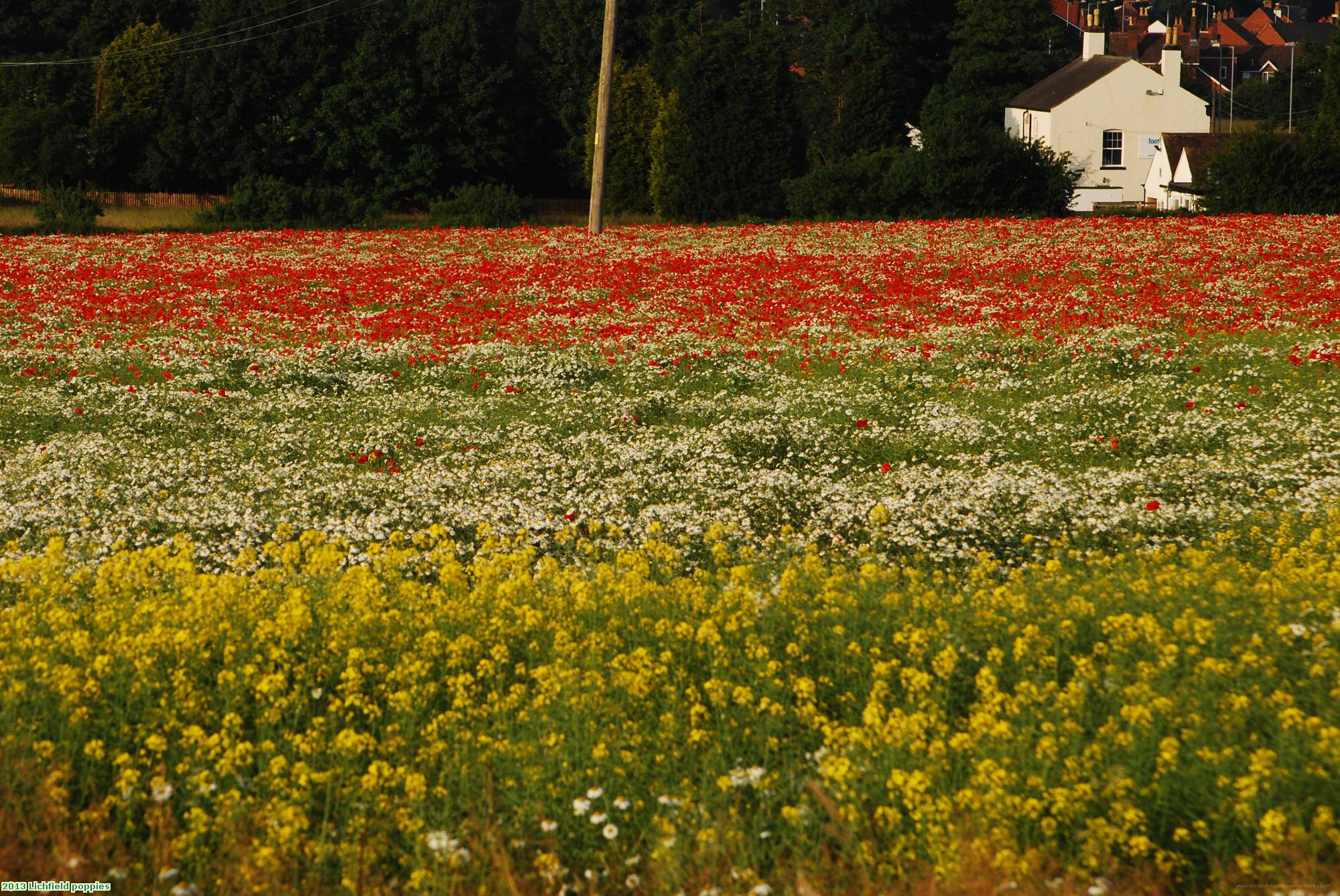 2013 Lichfield poppies