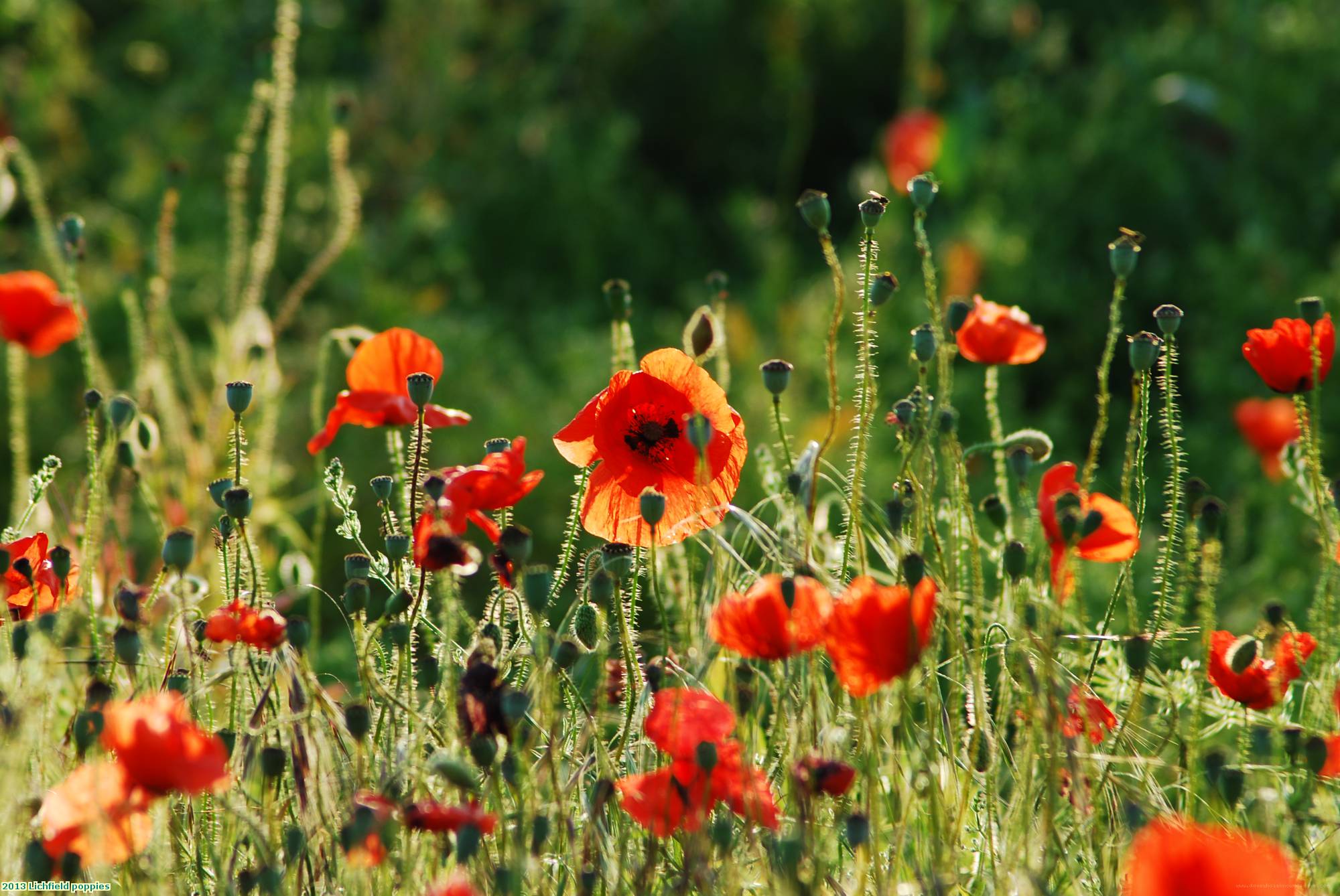 2013 Lichfield poppies