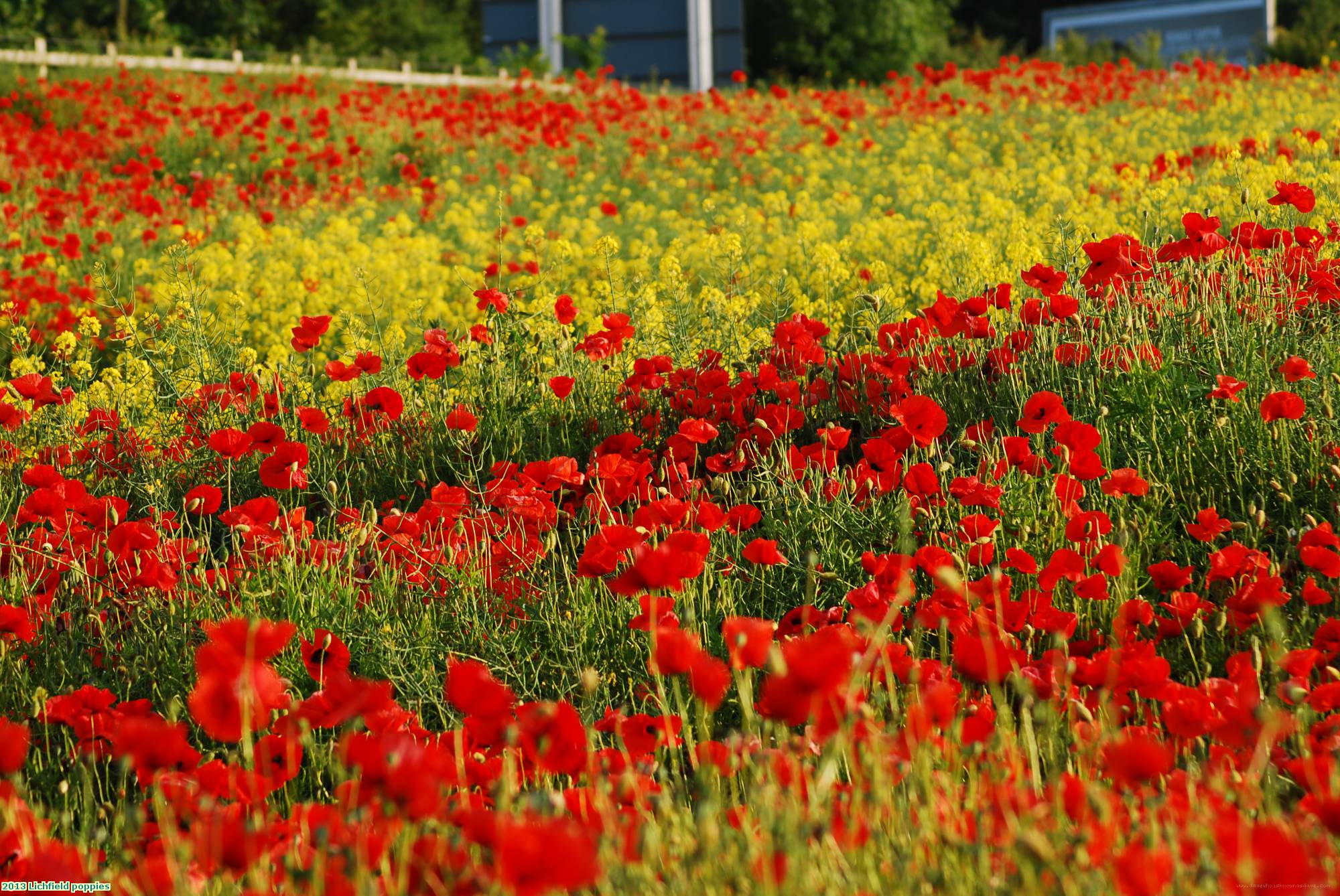 2013 Lichfield poppies